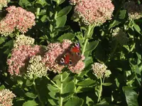 BILD8235.webp