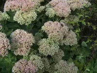 BILD8190.webp