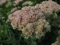 BILD8191.webp