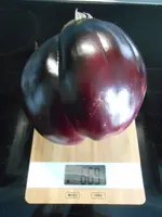 DSCN5662.webp