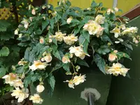 IMG_20170912_164345.webp
