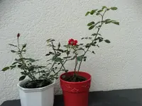 DSC01972.webp