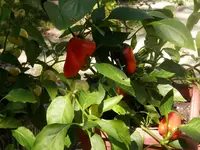 P9110490.webp