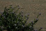 europäischer Meersenf oder Strandrauke_900.JPG
