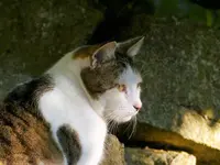 P1020288.webp