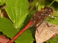 P1020249.webp P1020249.webp