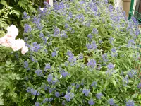 Bartblume.webp