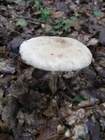 002_576x768.webp