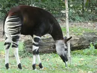 Zoo 03.webp