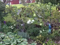 2017-09-03 Gemüseacker-Zaunbeet.webp