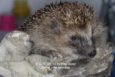 Forum Igel Julia Igelesias 5D2-31626.webp
