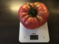 Paul_01.webp Paul_01.webp