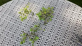 IMG-20170914-WA0002.webp