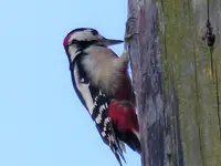 P1020280.webp
