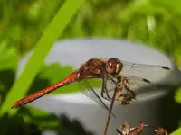 P1020245.webp