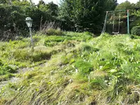 wiese.webp