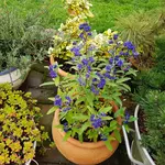 170913 Blaue Bartblume.jpg