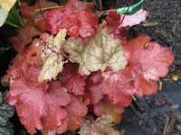 003_1024x768.webp