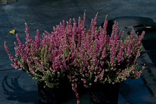 Erika aus Skaerbek_900.webp Erika aus Skaerbek_900.webp