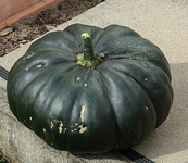 Kürbis_Muscade de Provence_grün_900.webp Kürbis_Muscade de Provence_grün_900.webp