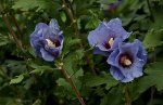 Hibiskus_blau_900.JPG
