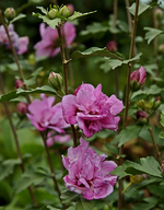 Hibiskus_pink_800.JPG
