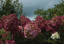 Vanilla fraise_Blüten_Farbenspiel1_900.webp Vanilla fraise_Blüten_Farbenspiel1_900.webp