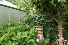 Kürbis_Muscade de Provence_800_markiert.JPG