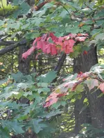 P9140485 (2).webp