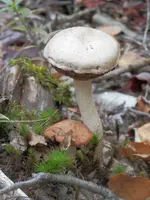 P9140491.webp
