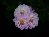 DSCI0687.webp