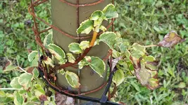 kletterhortensie.miranda.-.hydrangea.petiolaris.miranda_0015.jpg