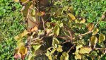kletterhortensie.miranda.-.hydrangea.petiolaris.miranda_0013.jpg