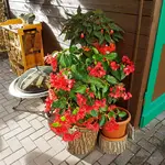170913            Sieg über Grauschimmel.webp