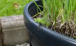 Hüpf.webp