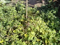 IMG_20170915_154349.webp