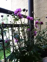 P1020791.webp