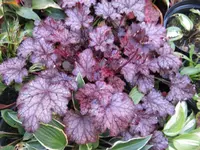 black taffeta_1024x768.webp