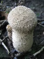 001_576x768.JPG