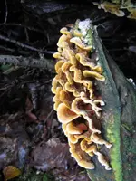 008_576x768.JPG