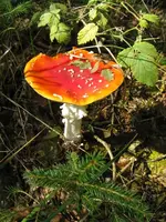 010_576x768.webp