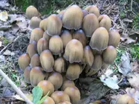 glimmrttintling_1024x768.webp