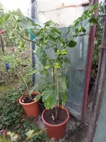 SAM_6760.webp