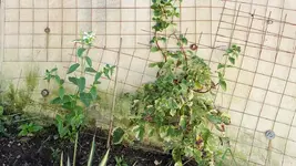 kletterhortensie.miranda.-.hydrangea.petiolaris.miranda_0012.webp