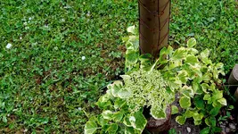 kletterhortensie.miranda.-.hydrangea.petiolaris.miranda_0008.jpg