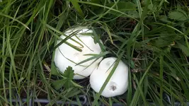 20170911_120932.2.webp