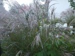 DSCF0157.jpg