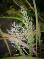 DSCF0181 (3).webp