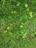 veilchen.webp