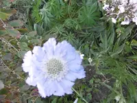 P1010983Witwenblume.webp